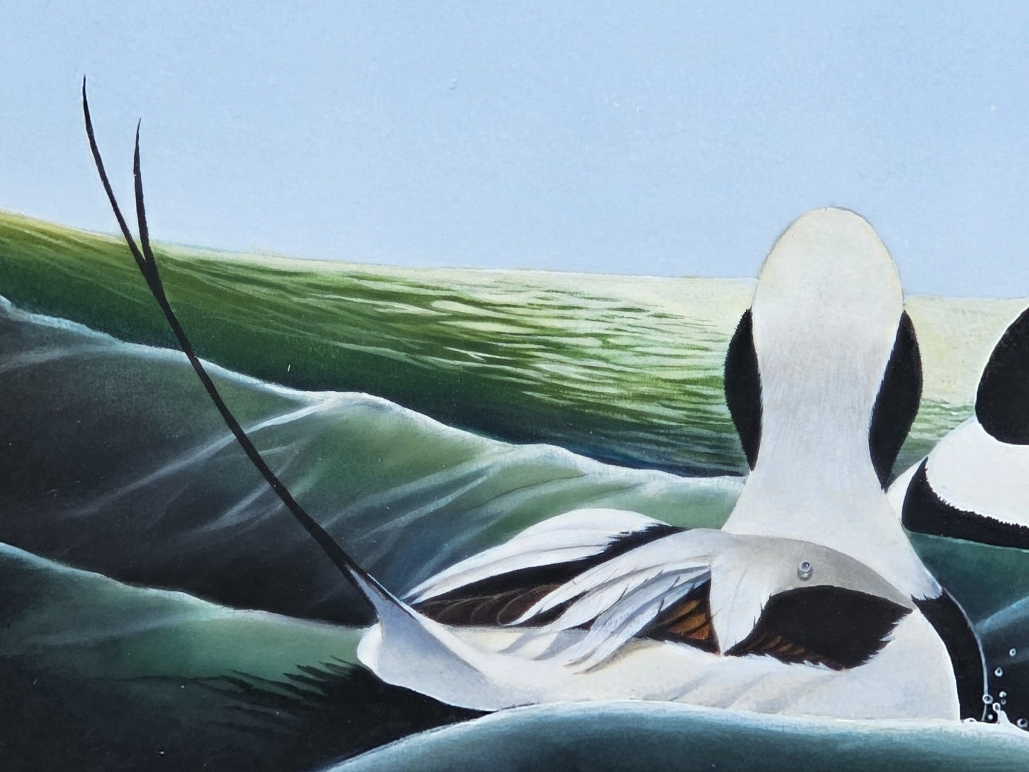 Original Watercolor Painting Of Long Tailed Ducks Chesapeake Bay MD 