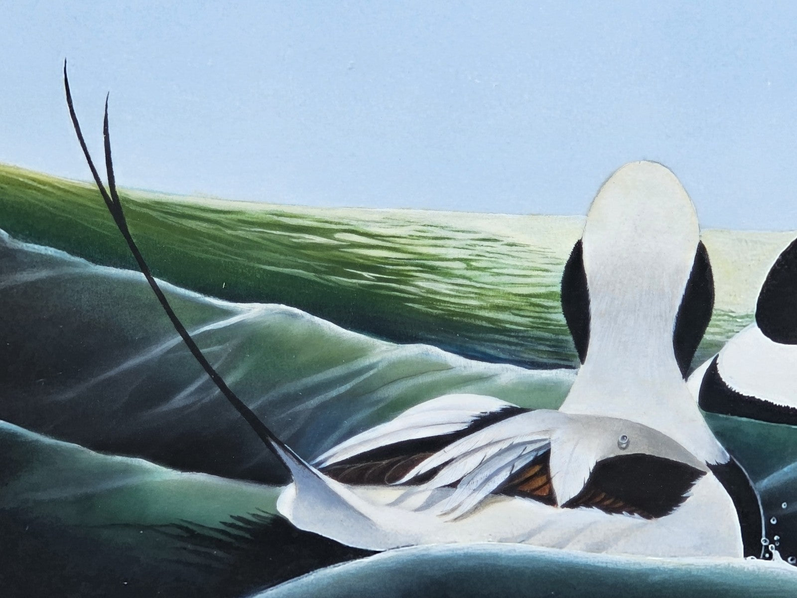 Original Watercolor Painting Of Long Tailed Ducks Chesapeake Bay MD 