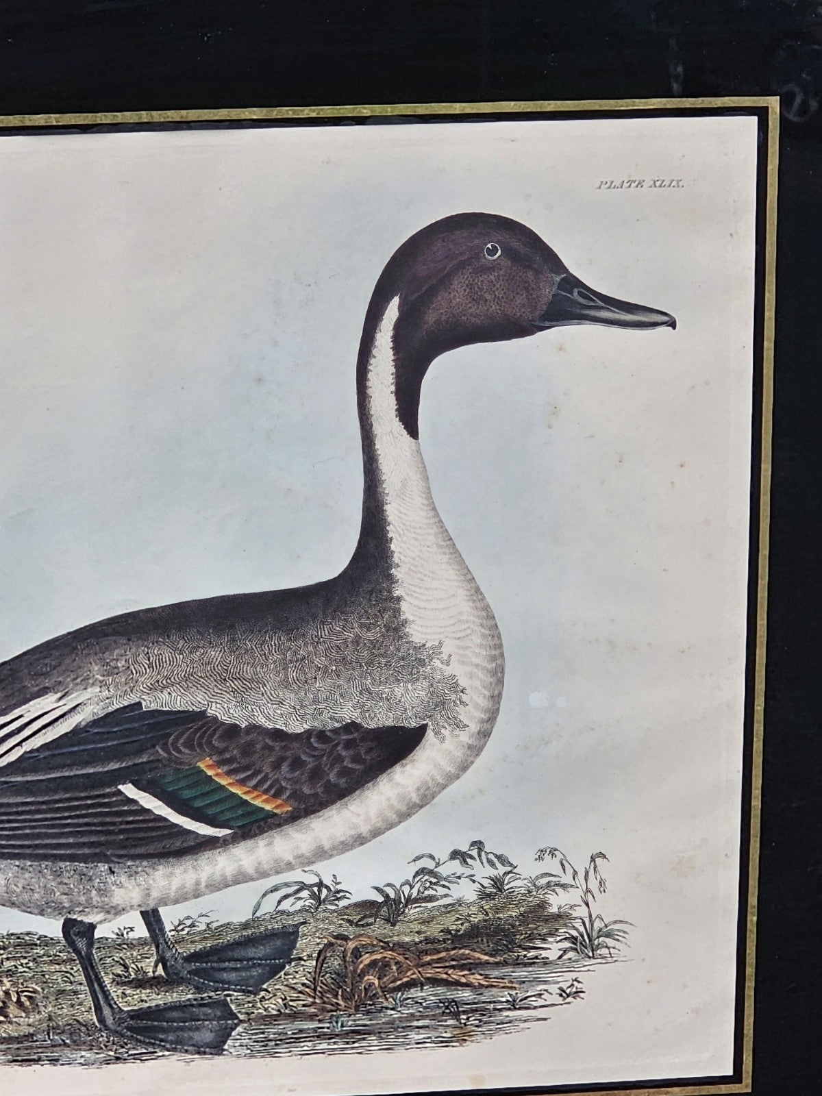 Early 19th Century Hand Colored Engraving American Ornithology 1st Edition 