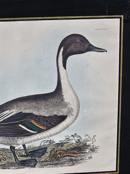 Early 19th Century Hand Colored Engraving American Ornithology 1st Edition 
