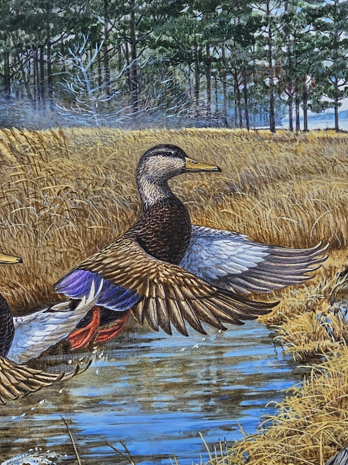 Original Oil On Board Painting Of Black Ducks Chesapeake Bay Dorchester Co, MD