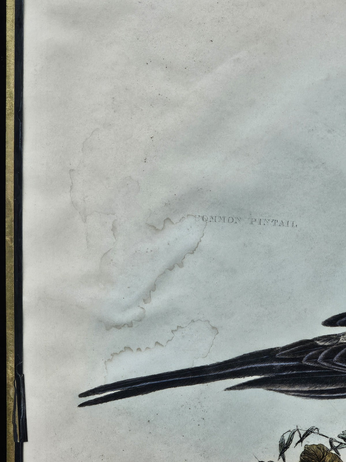 Early 19th Century Hand Colored Engraving American Ornithology 1st Edition 