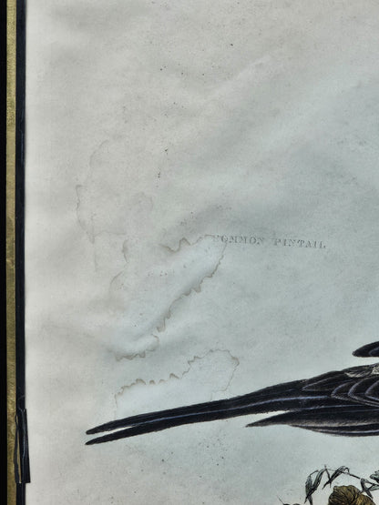 Early 19th Century Hand Colored Engraving American Ornithology 1st Edition 