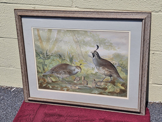 19th Century Alexander Pope Jr Antique Chromolithograph Quail Family 