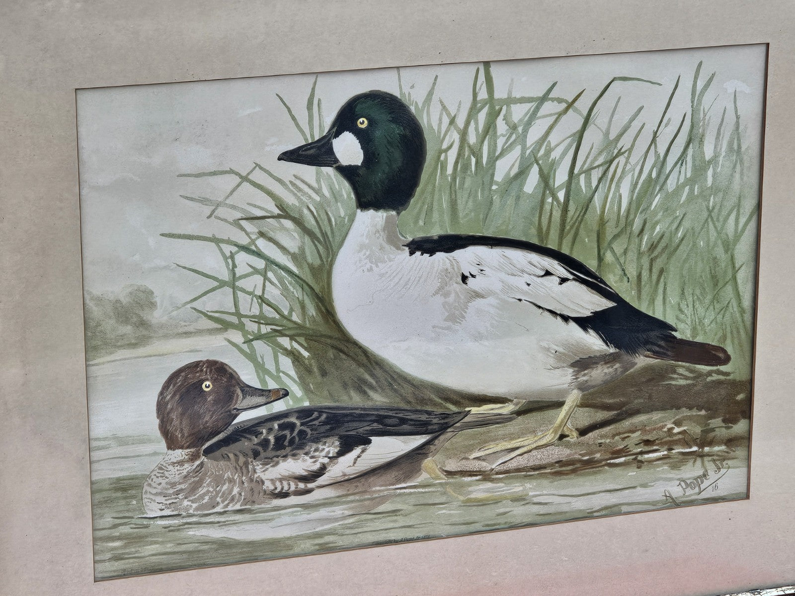 19th Century 1878 Alexander Pope Jr Antique Chromolithograph Goldeneye Ducks