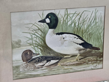 19th Century 1878 Alexander Pope Jr Antique Chromolithograph Goldeneye Ducks