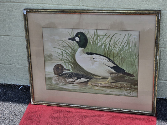 19th Century 1878 Alexander Pope Jr Antique Chromolithograph Goldeneye Ducks