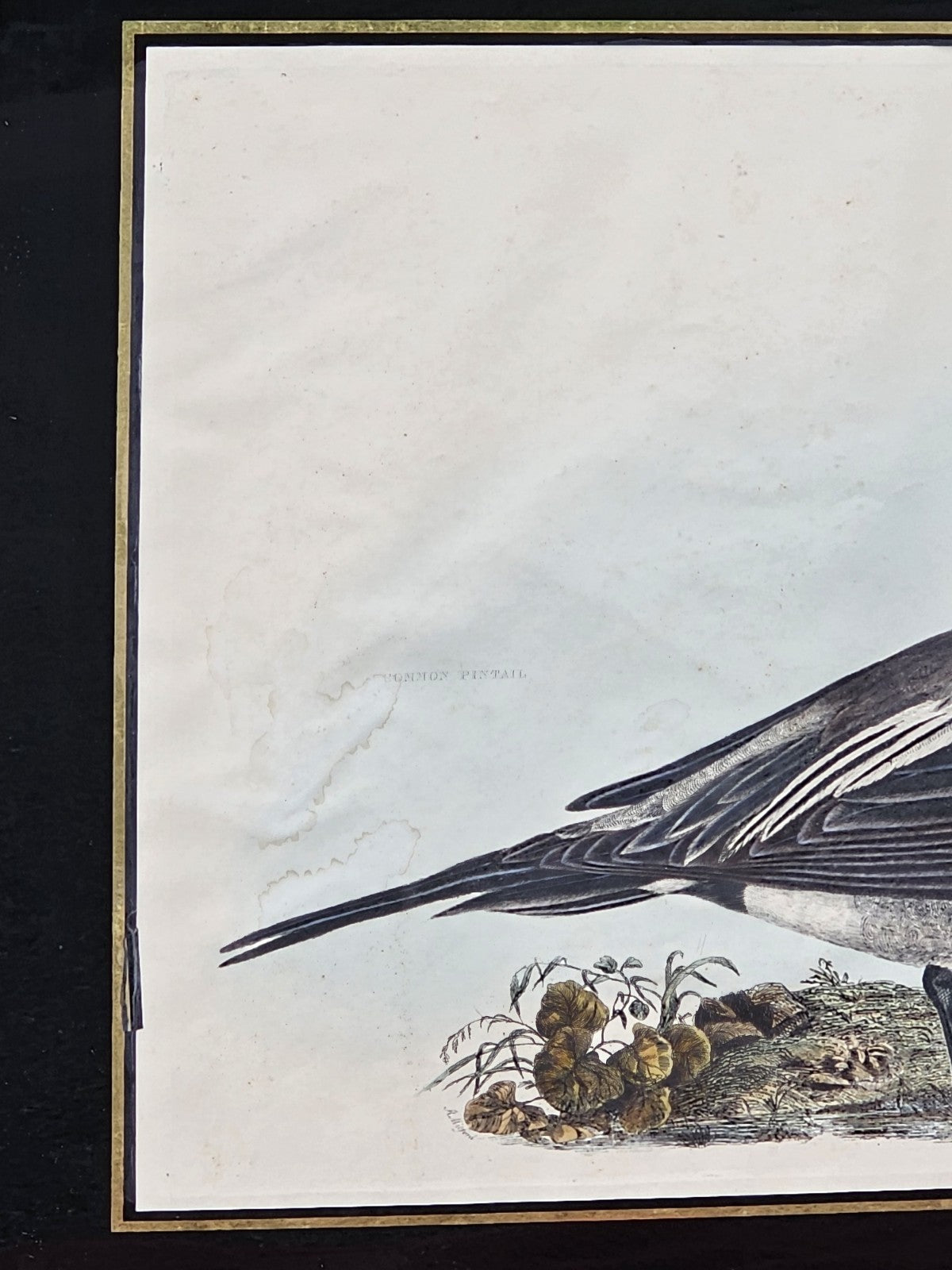 Early 19th Century Hand Colored Engraving American Ornithology 1st Edition 