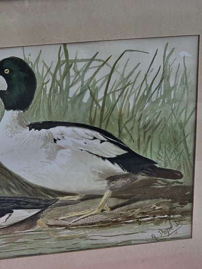 19th Century 1878 Alexander Pope Jr Antique Chromolithograph Goldeneye Ducks