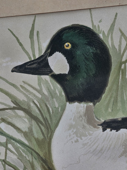 19th Century 1878 Alexander Pope Jr Antique Chromolithograph Goldeneye Ducks