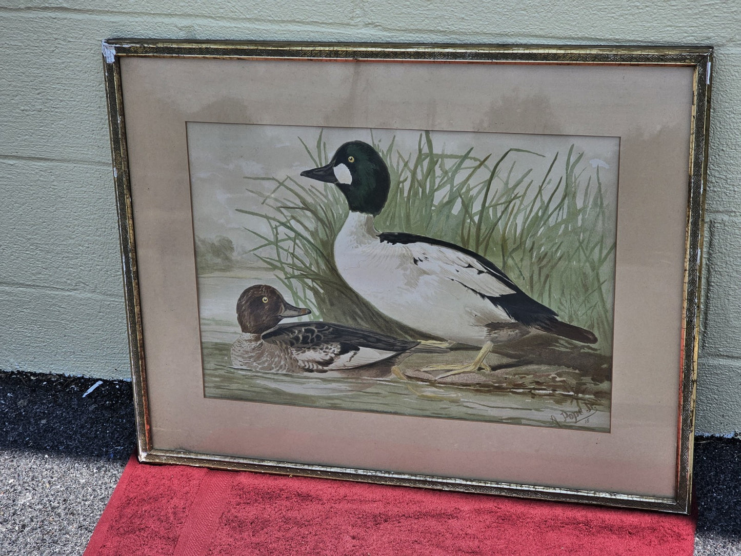 19th Century 1878 Alexander Pope Jr Antique Chromolithograph Goldeneye Ducks