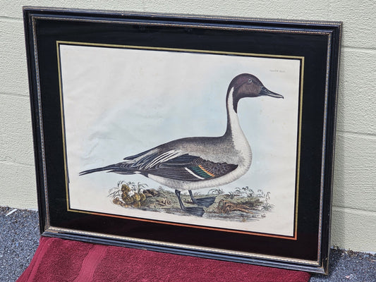 Early 19th Century Hand Colored Engraving American Ornithology 1st Edition 