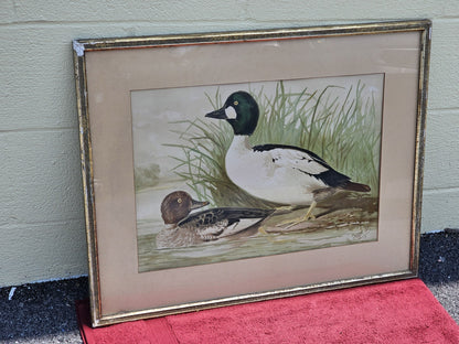 19th Century 1878 Alexander Pope Jr Antique Chromolithograph Goldeneye Ducks