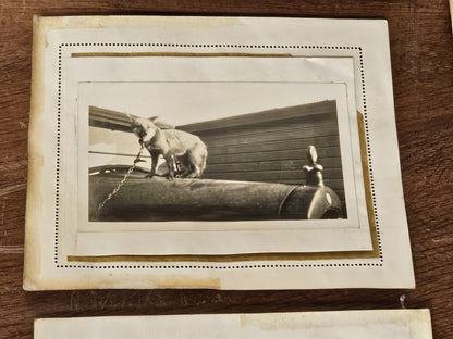 Vintage Lot Of 23 Fox Hunting Photos Black & White With Hounds & Hunters