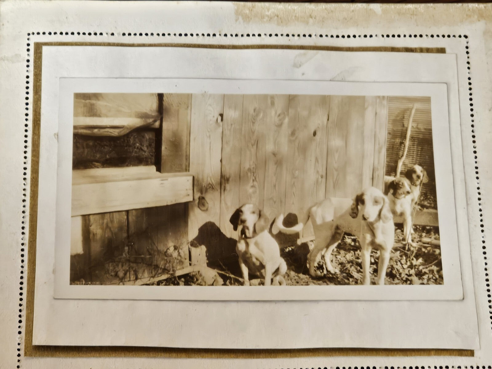 Vintage Lot Of 23 Fox Hunting Photos Black & White With Hounds & Hunters