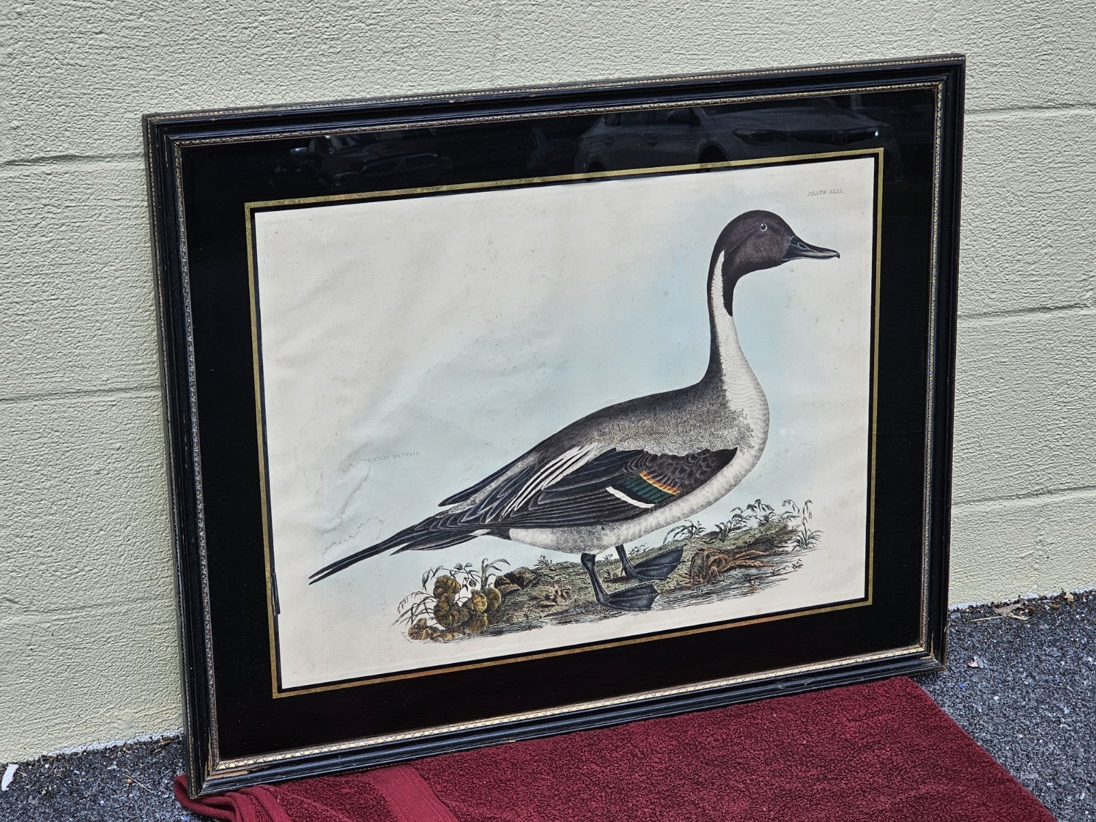 Early 19th Century Hand Colored Engraving American Ornithology 1st Edition 
