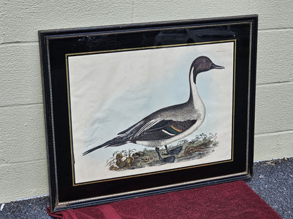 Early 19th Century Hand Colored Engraving American Ornithology 1st Edition 