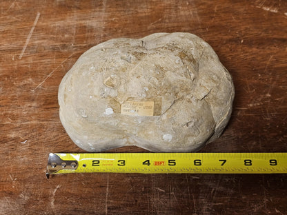 7 Pound Sectarian Nodule Polished Crystal Geode Dragon Stone Utah SN45?13 