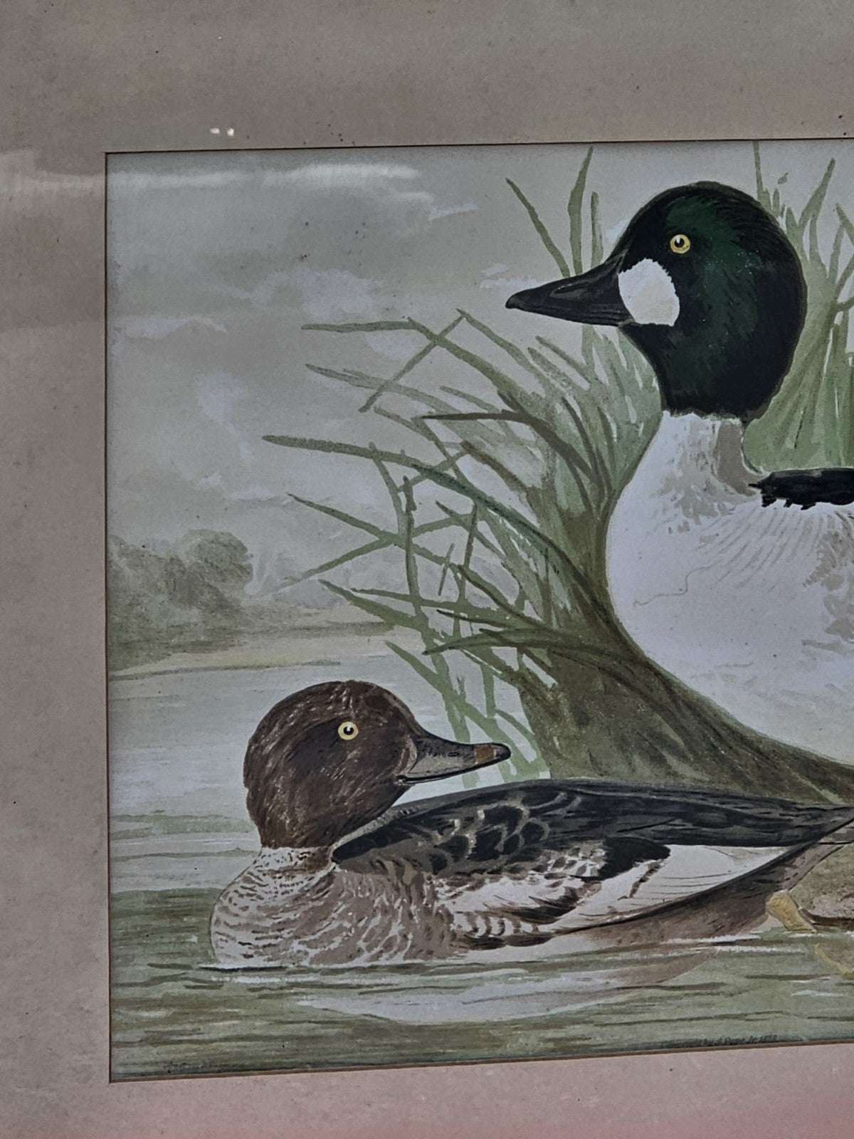 19th Century 1878 Alexander Pope Jr Antique Chromolithograph Goldeneye Ducks