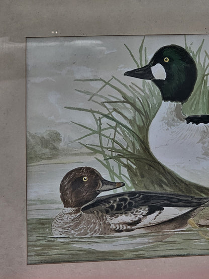 19th Century 1878 Alexander Pope Jr Antique Chromolithograph Goldeneye Ducks