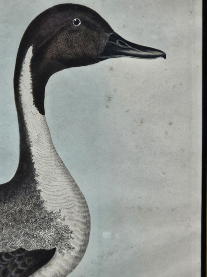 Early 19th Century Hand Colored Engraving American Ornithology 1st Edition 