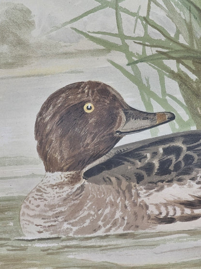 19th Century 1878 Alexander Pope Jr Antique Chromolithograph Goldeneye Ducks