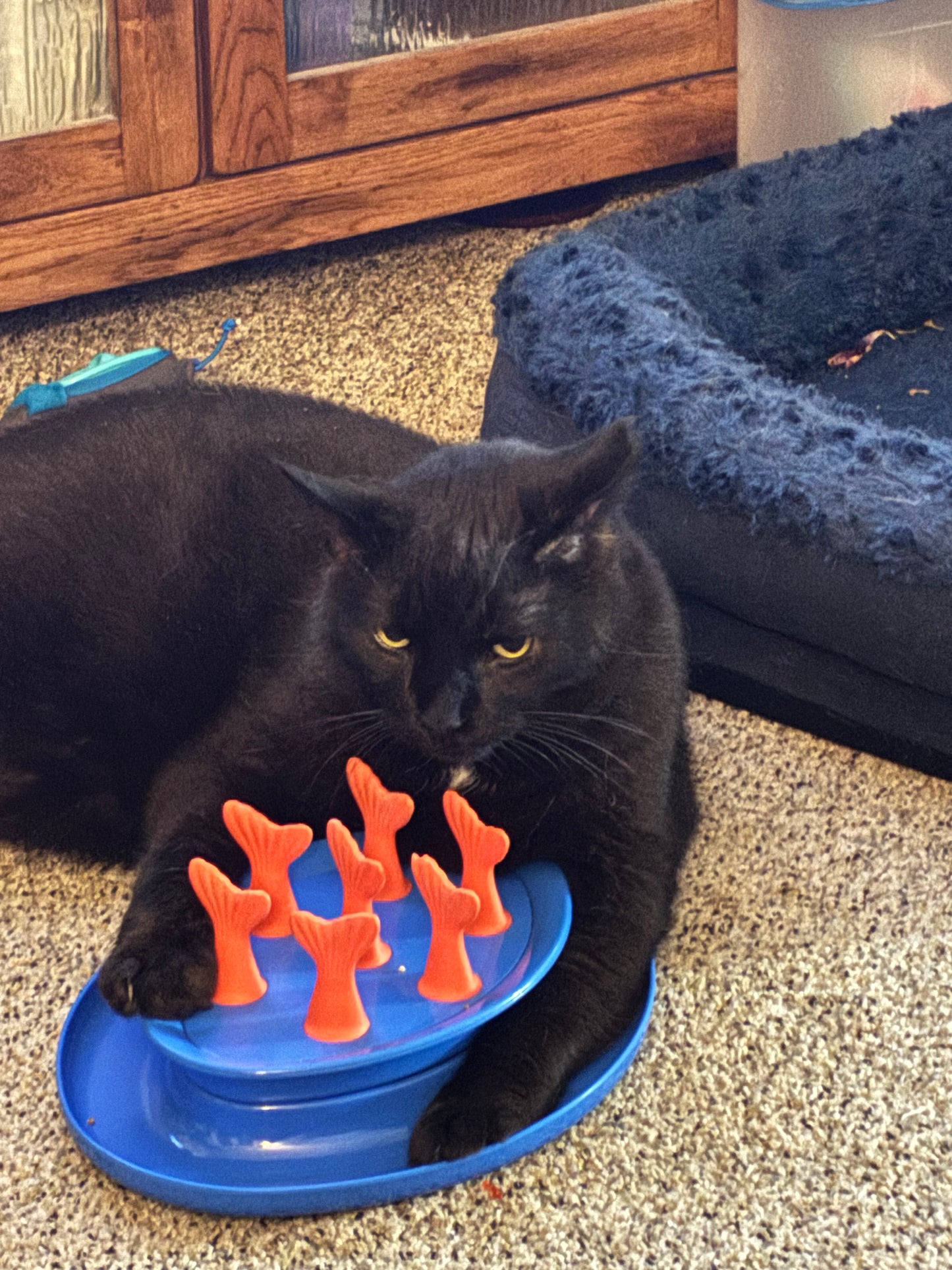 cat