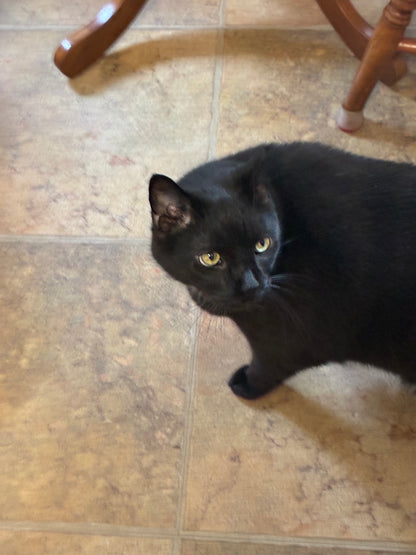 cat